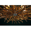 Luster 39616 Euphoria 80cm Drevo Luster 39616 Euphoria 80cm Drevo